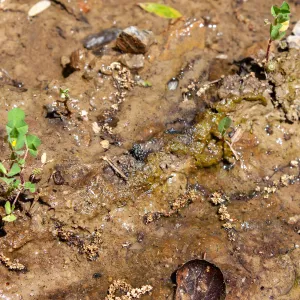 Osmia (mason bee) drinking resting along a wet creek., Murietta Rd (5N13), Ojai, CA, Thomas Fire Survey - Mapping Recovery project