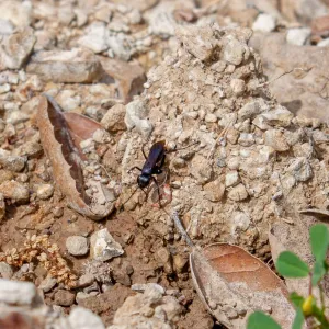 Spider wasp (Pompilidae), Murietta Rd (5N13), Ojai, CA, Thomas Fire Survey - Mapping Recovery project