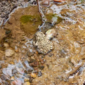 Western toad (Anaxyrun boreas), Murietta Rd (5N13), Ojai, CA, Thomas Fire Survey - Mapping Recovery project