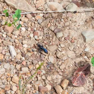 Spider wasp (Pompilidae), Murietta Rd (5N13), Ojai, CA, Thomas Fire Survey - Mapping Recovery project