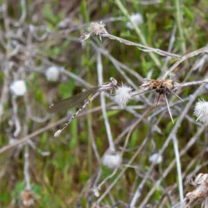 Damselfly (zygoptera), Murietta Rd (5N13), Ojai, CA, Thomas Fire Survey - Mapping Recovery project