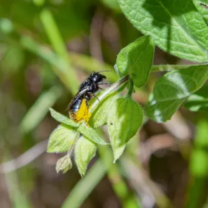 Megachilid bee (mason, leafcutter, carder, and resin bees) dusting off pollen, Murietta Trail, Ojai, CA, Thomas Fire Survey - Mapping Recovery project