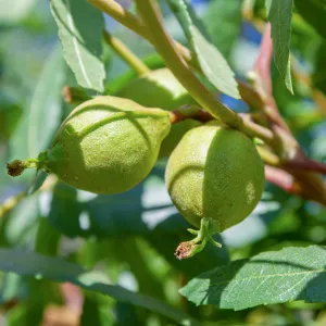 Native walnut (Juglans californica) fruits, Ventura River Preserve, Ojai, CA, Thomas Fire Survey - Mapping Recovery project