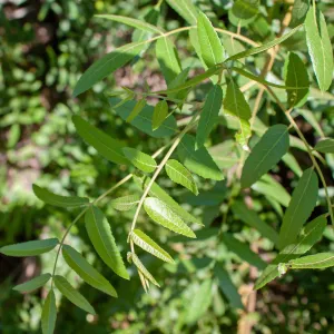 Native walnut (Juglans californica) leaves, Ventura River Preserve, Ojai, CA, Thomas Fire Survey - Mapping Recovery project