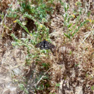 Variable checkerspot butterfly (Euphydryas chalcedona) on Amsinckia flowers, West Camino Cielo, Santa Barbara, CA, Thomas Fire Survey - Mapping Recovery project