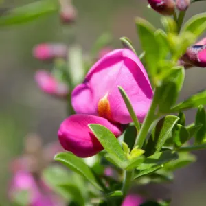 Pickeringia montana (chaparral pea) flowers, West Camino Cielo, Santa Barbara, CA, Thomas Fire Survey - Mapping Recovery project