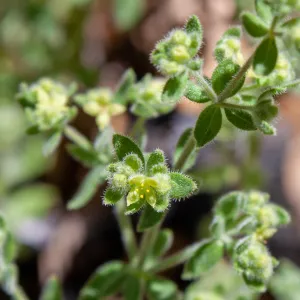 Galium californicum (California bedstraw), Foot path/Red reef trail east of Nordhoff Ridge Road, Ojai, CA, Thomas Fire Survey - Mapping Recovery project