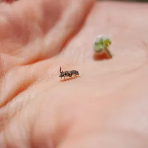 Small bee found foraging on Cryptantha species, Foot path/Red reef trail east of Nordhoff Ridge Road, Ojai, CA, Thomas Fire Survey - Mapping Recovery project