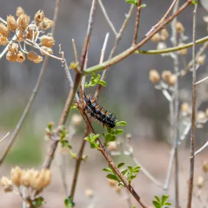 Caterpillar, Foot path/Red reef trail east of Nordhoff Ridge Road, Ojai, CA, Thomas Fire Survey - Mapping Recovery project
