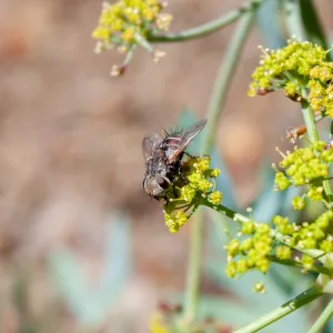 Gonia fly on Lomatium californicum, Foot path/Red reef trail east of Nordhoff Ridge Road, Ojai, CA, Thomas Fire Survey - Mapping Recovery project