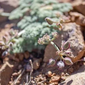 Lomatium mohavense (Mojave desertparsley), Unnamed peak near foot path/Red reef trail east of Nordhoff Ridge Road, Ojai, CA, Thomas Fire Survey - Mapping Recovery project