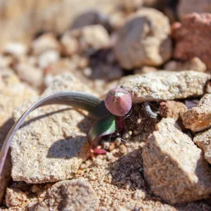 Allium burlewii (Burlew's onion), Unnamed peak near foot path/Red reef trail east of Nordhoff Ridge Road, Ojai, CA, Thomas Fire Survey - Mapping Recovery project