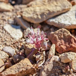 Allium burlewii (Burlew's onion), Unnamed peak near foot path/Red reef trail east of Nordhoff Ridge Road, Ojai, CA, Thomas Fire Survey - Mapping Recovery project