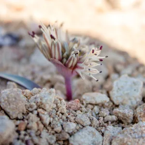 Allium burlewii (Burlew's onion), Unnamed peak near foot path/Red reef trail east of Nordhoff Ridge Road, Ojai, CA, Thomas Fire Survey - Mapping Recovery project