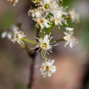 Prunus emarginata (bitter cherry), Foot path/Red reef trail east of Nordhoff Ridge Road, Ojai, CA, Thomas Fire Survey - Mapping Recovery project