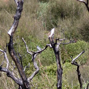 Blue-grey gnatcatcher, Red Reef Trail, Ojai, CA, Thomas Fire Survey - Mapping Recovery project