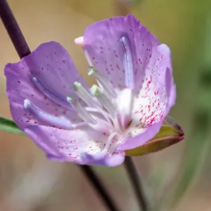 Clarkia, Red Reef Trail, Ojai, CA, Thomas Fire Survey - Mapping Recovery project