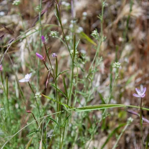 Clarkia, Red Reef Trail, Ojai, CA, Thomas Fire Survey - Mapping Recovery project
