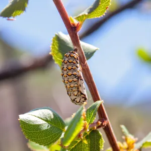 Checkerspot butterfly chrysalis (Euphydryas species), Red Reef Trail, Ojai, CA, Thomas Fire Survey - Mapping Recovery project