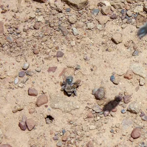Diadasia bituberculata (bindweed turret bees), Sisar Canyon Road, Ojai, CA, Thomas Fire Survey - Mapping Recovery project
