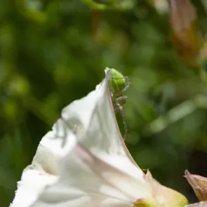 Green lynx spider on Convolvulus flower, Sisar Canyon Road, Ojai, CA, Thomas Fire Survey - Mapping Recovery project