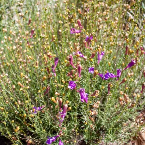 Penstemon heterophyllus (bunchleaf penstemon), Sisar Canyon Road, Ojai, CA, Thomas Fire Survey - Mapping Recovery project