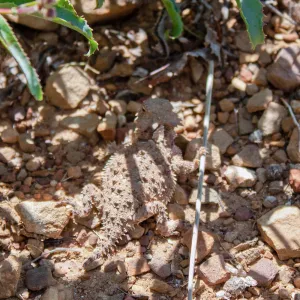Phrynosoma blainvillii (Blainville's Horned Lizard) in the shade of a penstemon, Sisar Canyon Road, Ojai, CA, Thomas Fire Survey - Mapping Recovery project
