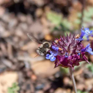 Bee fly (Bombyliidae) on chia (Salvia columbariae), Lion Canyon Trail, Ojai, CA, Thomas Fire Survey - Mapping Recovery project