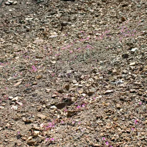 A carpet of pink Diplacus johnstonii (Johnston's monkeyflower), Lion Canyon Trail, Ojai, CA, Thomas Fire Survey - Mapping Recovery project