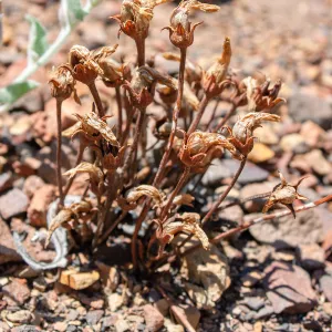 Aphyllon fasciculatum (clustered broomrape), a parasitic plant, Lion Canyon Trail, Ojai, CA, Thomas Fire Survey - Mapping Recovery project