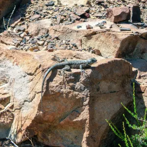 Western fence lizard (Sceloporus occidentalis), Lion Canyon Trail, Ojai, CA, Thomas Fire Survey - Mapping Recovery project