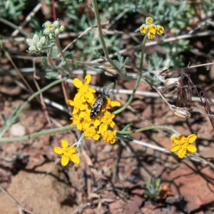 Acmaeodera connexa (a metallic wood-boring beetle), Lion Canyon Trail, Ojai, CA, Thomas Fire Survey - Mapping Recovery project
