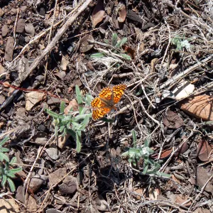 Gabb's checkerspot butterfly (Chlosyne gabbii), Lion Canyon Trail, Ojai, CA, Thomas Fire Survey - Mapping Recovery project