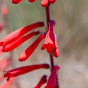 Penstemon centranthifolius (scarlet bugler), Nordhoff Ridge Rd, Ojai, CA, Thomas Fire Survey - Mapping Recovery project