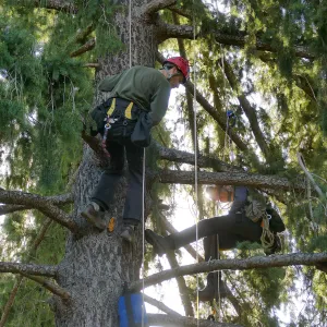 Cam Williams and Rikke NÃ¦sborg Measuring the Bigcone Douglas-fir at the south end of the Manzanita Section