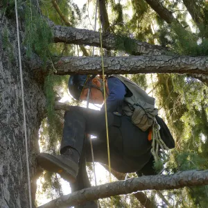 Rikke Naesborg Measuring the Bigcone Douglas-fir at the south end of the Manzanita Section