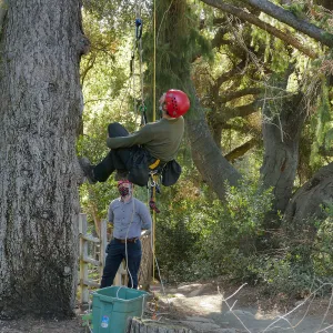 Cam Williams and Scot Pipkin Measuring the Bigcone Douglas-fir at the south end of the Manzanita Section