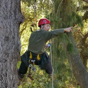 Cam Williams Measuring the Bigcone Douglas-fir at the south end of the Manzanita Section