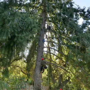 Measuring the Bigcone Douglas-fir at the south end of the Manzanita Section