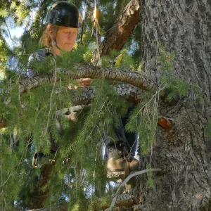 Rikke Naesborg Measuring the Bigcone Douglas-fir at the south end of the Manzanita Section