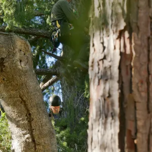 Rikke Naesborg and Cam Williams Measuring the Bigcone Douglas-fir at the south end of the Manzanita Section