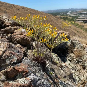 Agoura Hills Dudleya, D. cymosa subsp. agourensis, Agoura Hills