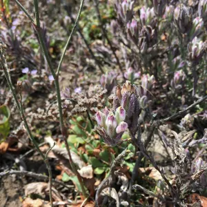 Salt Marsh Bird's Beak Chloropyron maritimum ssp maritimum and Limonium duriusculum