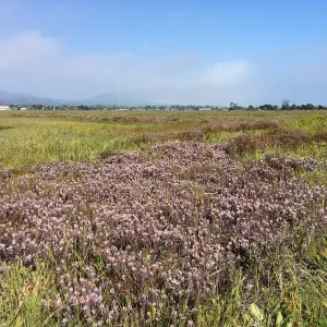 Salt Marsh Bird's Beak Chloropyron maritimum ssp maritimum at Carpinteria Salt Marsh
