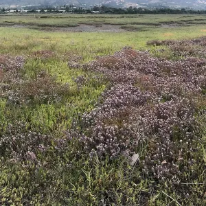 Salt Marsh Bird's Beak Chloropyron maritimum ssp maritimum at Carpinteria Salt Marsh Preserve
