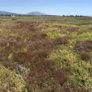 Salt Marsh Bird's Beak Chloropyron maritimum ssp maritimum at Carpinteria Salt Marsh Preserve