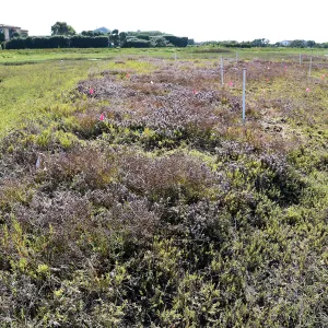 Salt Marsh Bird's Beak Chloropyron maritimum ssp maritimum at Carpinteria Salt Marsh Preserve