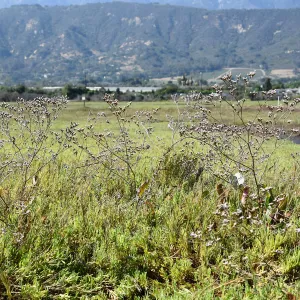 Invasive Limonium duriusculum at Carpinteria Salt Marsh Preserve