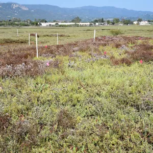 Salt Marsh Bird's Beak Chloropyron maritimum ssp maritimum research plots