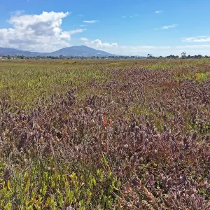 Salt Marsh Bird's Beak Chloropyron maritimum ssp maritimum at Carpinteria Salt Marsh Preserve